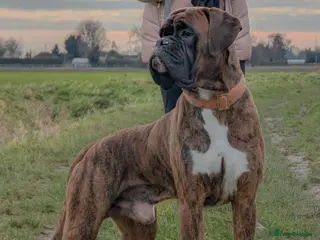 Boxer dogs Stunning Proven, Health tested and Heartscored 0 in Boston - Advert 6