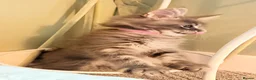 Maine Coon cats for sale: TICA girl READY NOW  - Advert 6