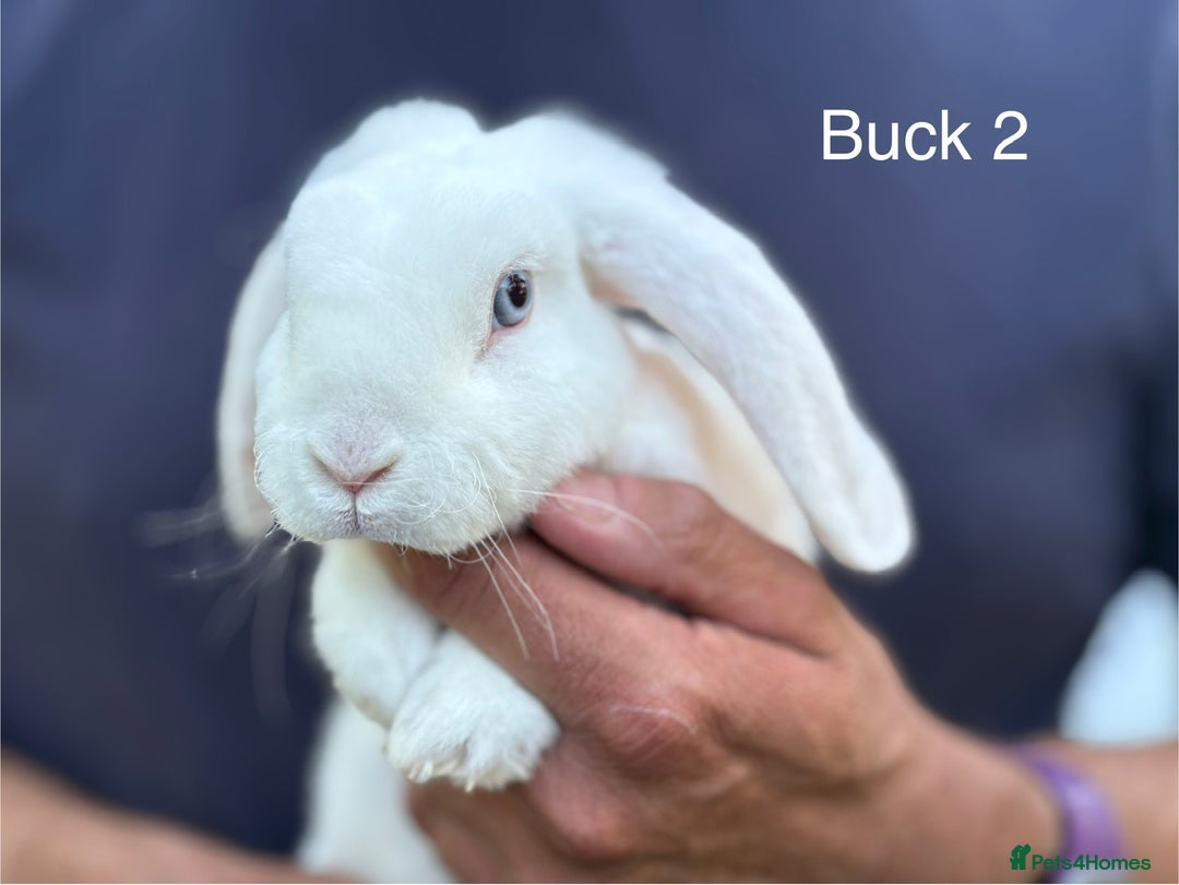 Mini Lop rabbits for sale: Gorgeous Pure Mini Plush Lops - Image 4