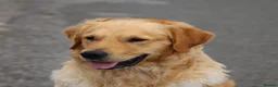 Golden Retriever dogs for sale: KC Golden Retriever Puppies - Advert 26