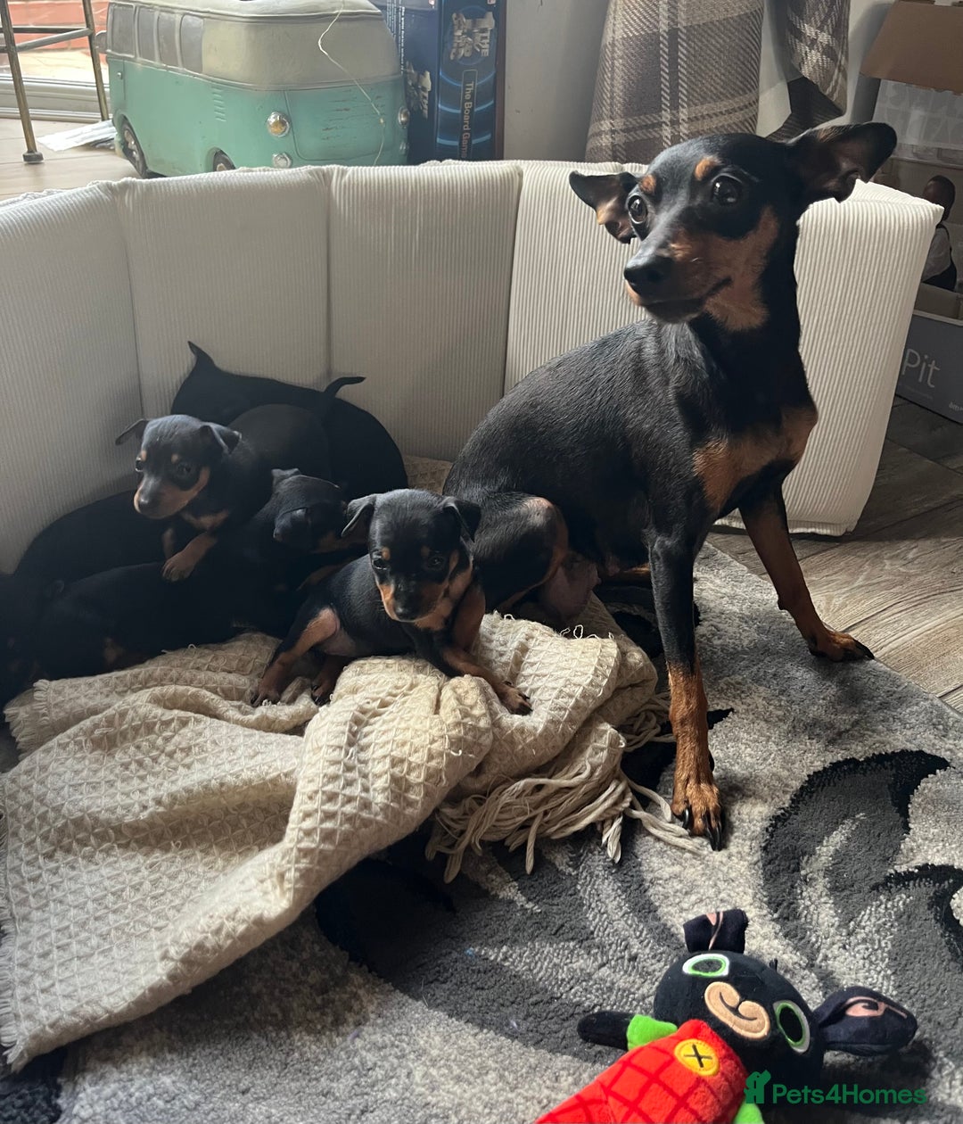 Miniature Pinscher dogs for sale: KC Miniature Pinscher puppies - Image 13