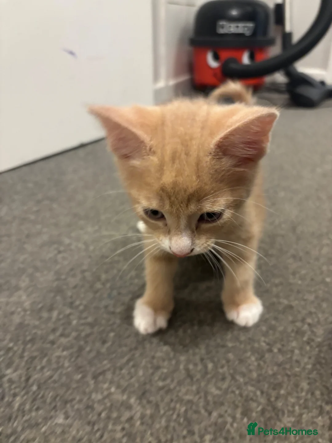 Mixed Breed cats for sale: Ginger male kitten ready to go  - Advert 2