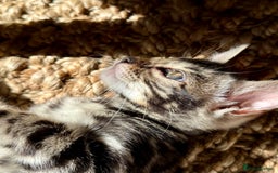 Bengal cats for sale: Stunning Glittered Pedigree Bengal Female TICA reg - Image 9