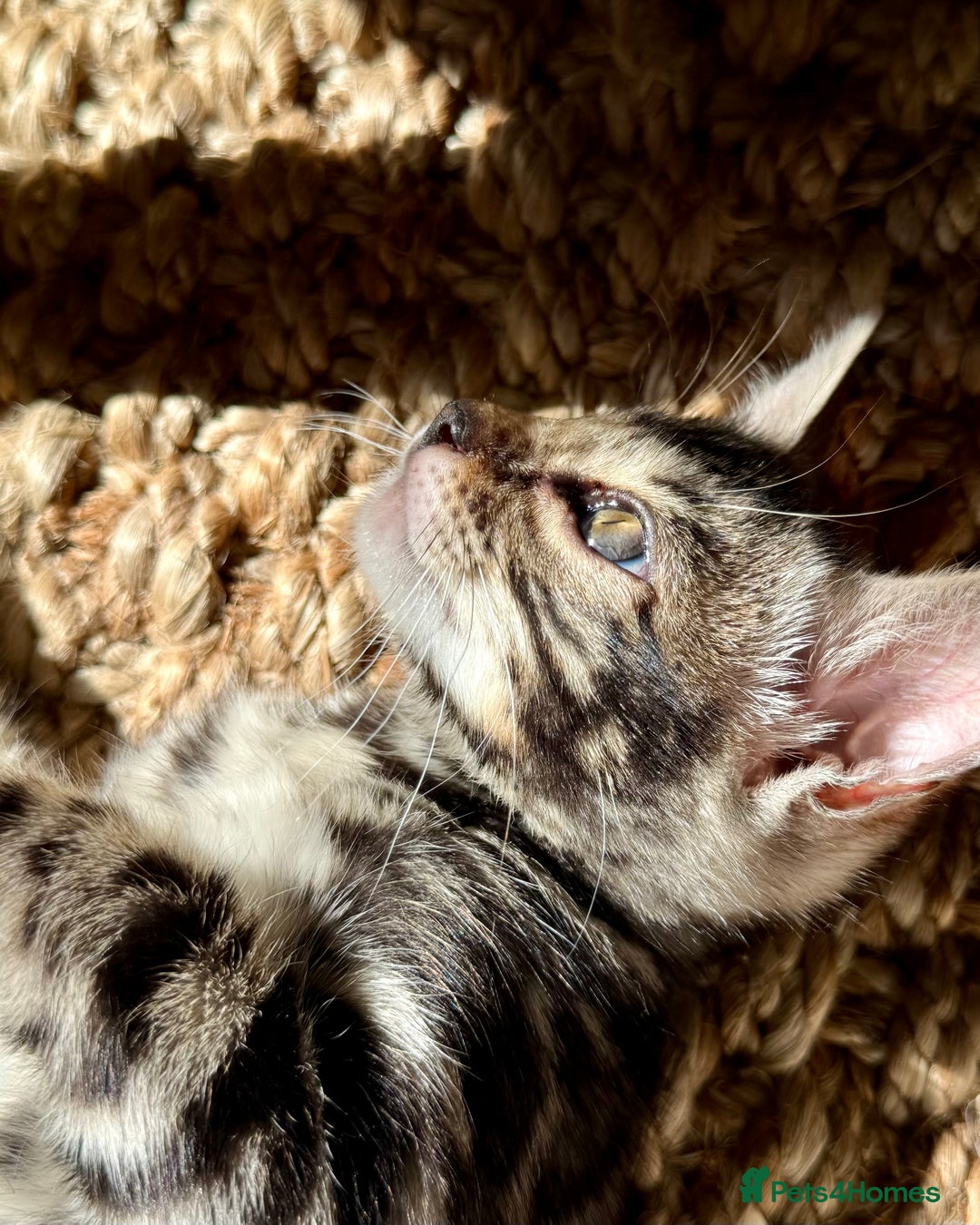 Bengal cats for sale: Stunning Glittered Pedigree Bengal Female TICA reg - Image 9