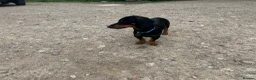 Dachshund dogs for sale: Black and Tan boy  - Advert 5