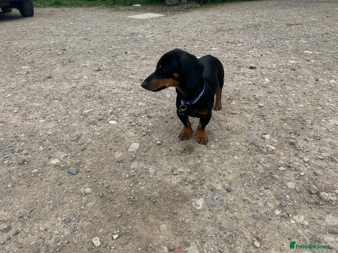 Dachshund dogs for sale: Black and Tan boy  - Advert 5