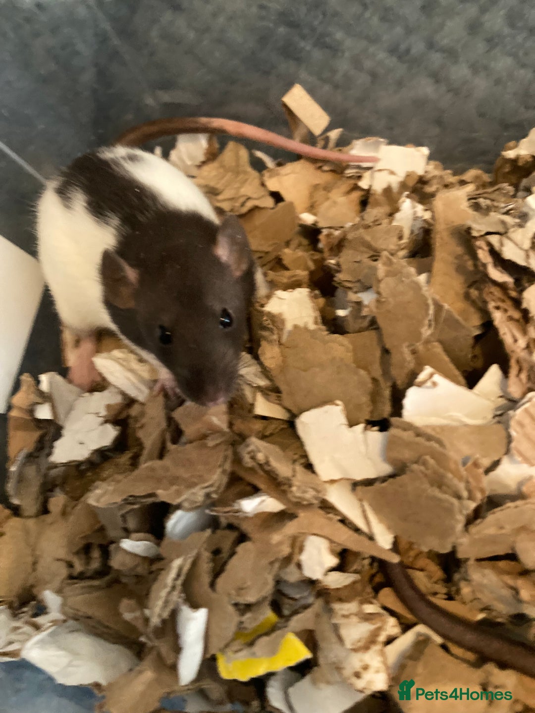 Rat rodents for sale: Rats for sale hull - Advert 2