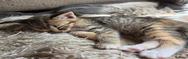 Mixed Breed Kitten 6