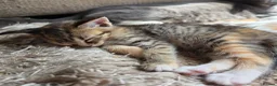 Mixed Breed cats for sale: Beautiful Bengal Cross Tabby Kittens  - Advert 5