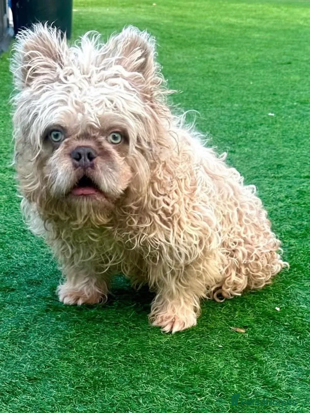 French Bulldog dogs for stud: FLOODLE TEDDY BEAT COAT FRENCHIE - Advert 1