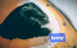 Cavapoo dogs for sale: Teddy bear F1 caverpoos  - Image 13