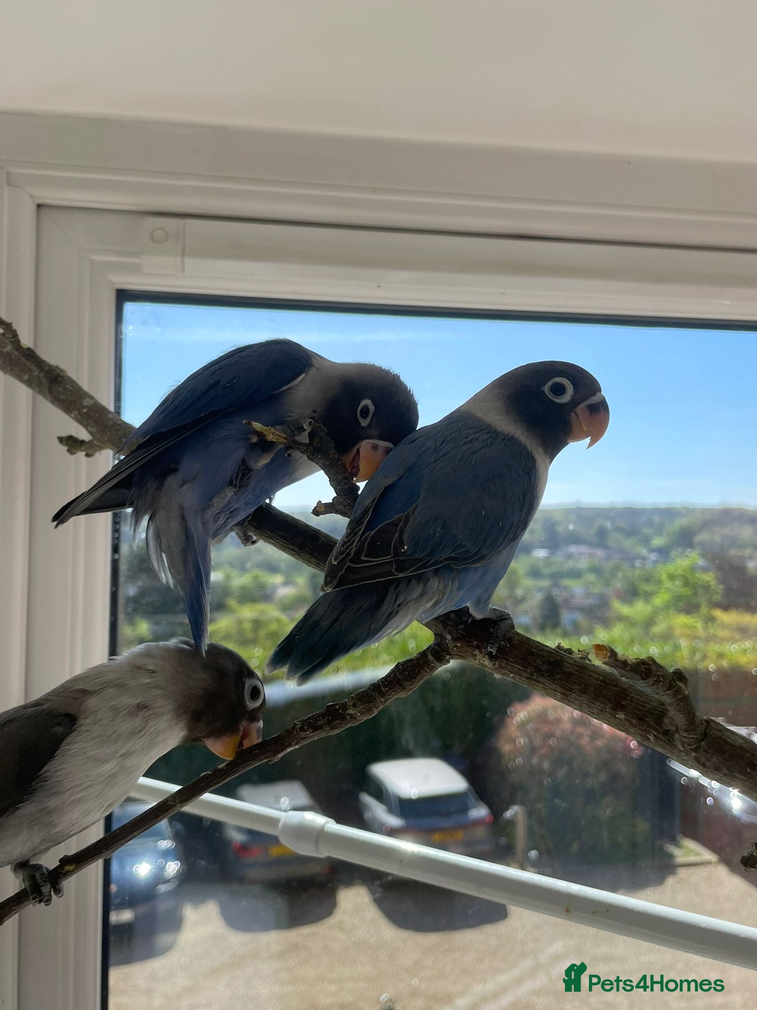 Lovebirds birds Three beautifully tame fischer lovebirds for sale - Advert 3