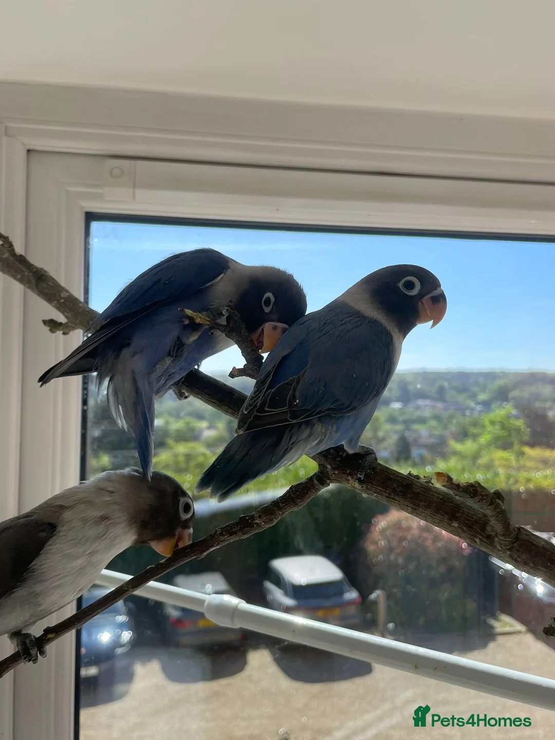 Lovebirds birds for sale: Three beautifully tame fischer lovebirds for sale in Godalming - Advert 1
