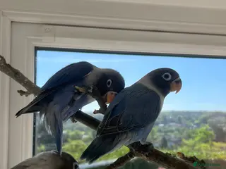 Lovebirds birds Three beautifully tame fischer lovebirds for sale - Advert 3