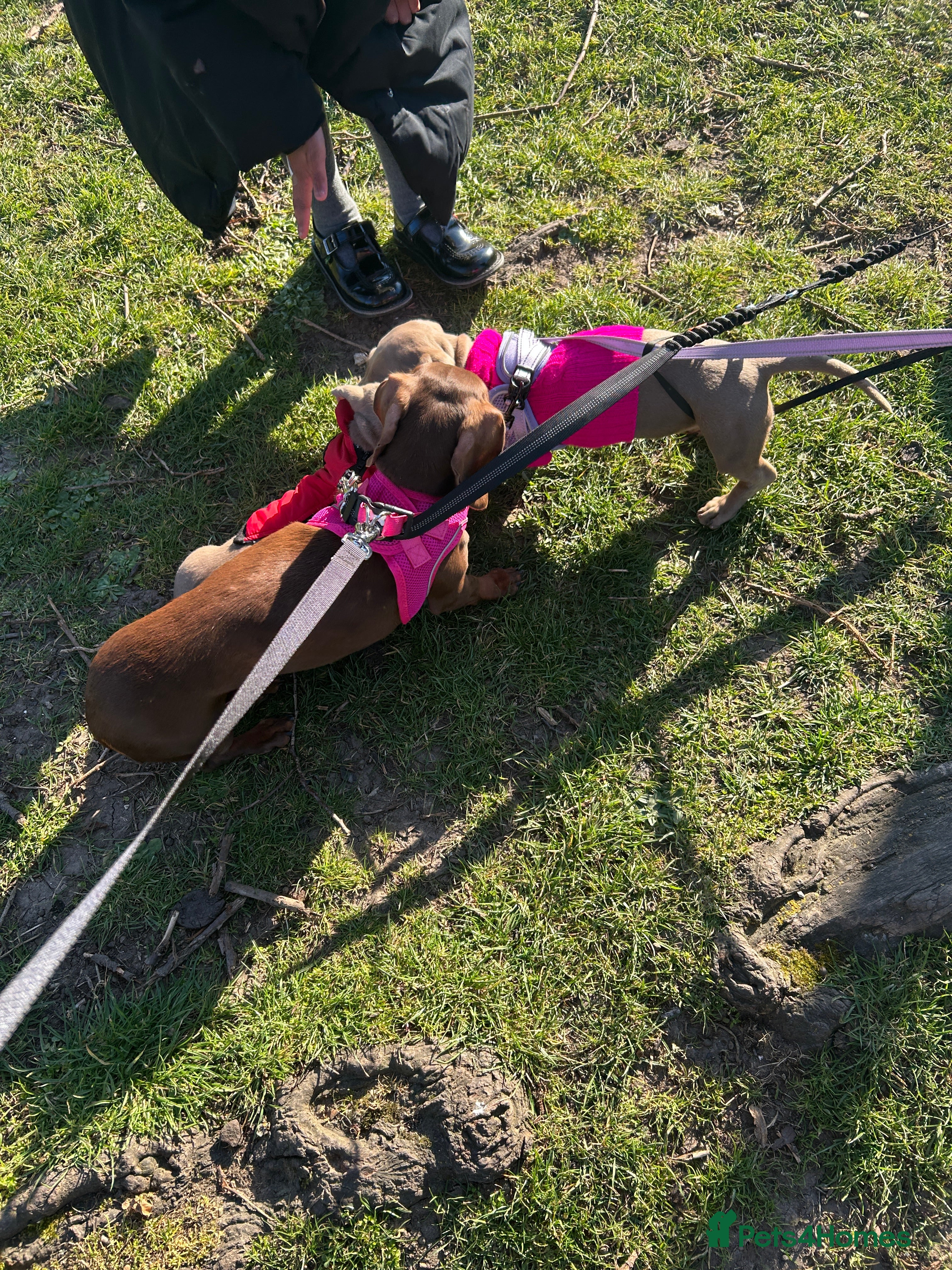 Dachshund dogs Bambi Isabella pure breed Dachshund 12 months old  - Advert 4