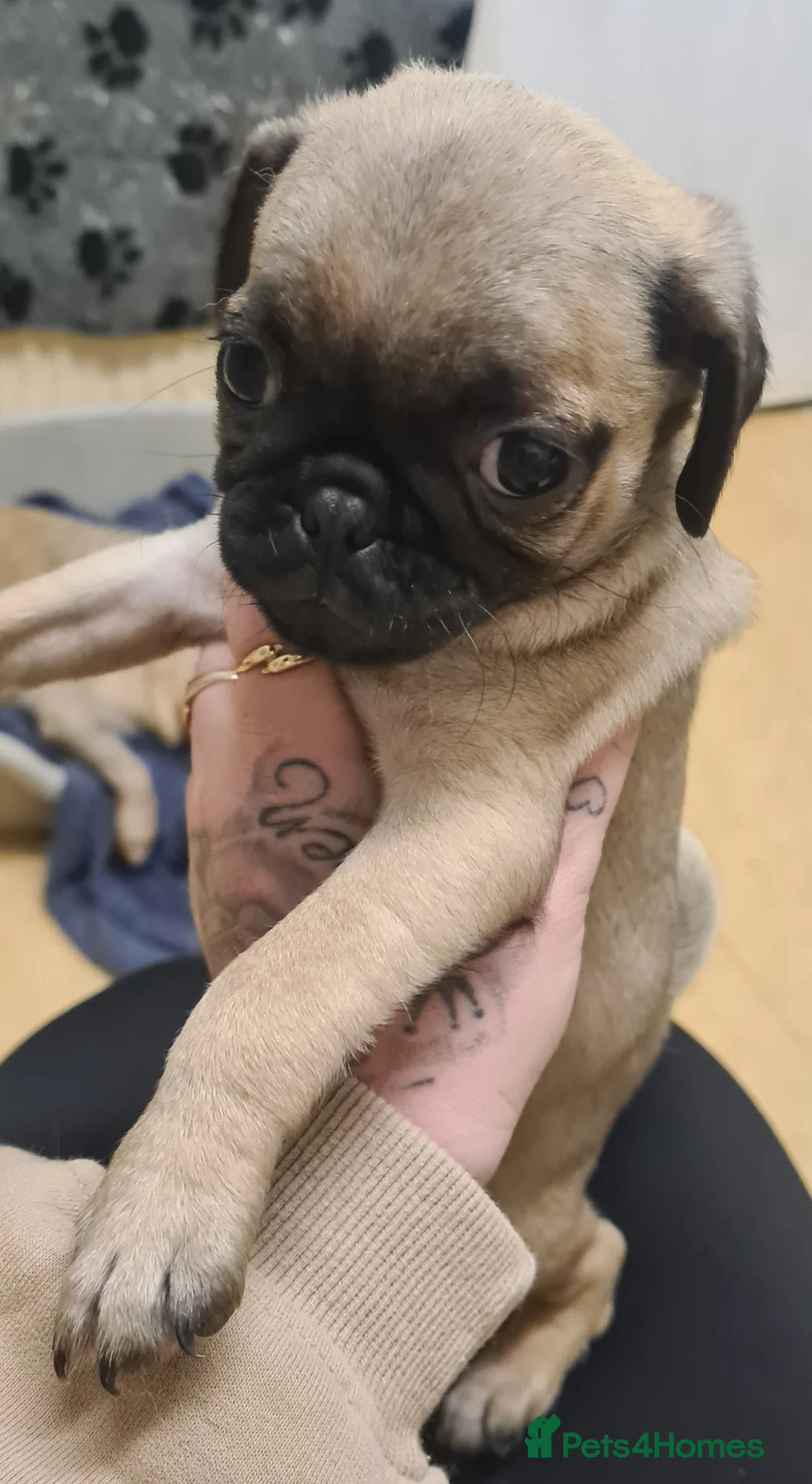 Pug dogs for sale: PUG PUPPY LAST FEMALE - Advert 2