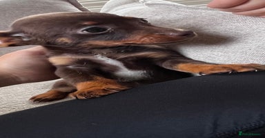 Mixed Breed dogs - Advert 16