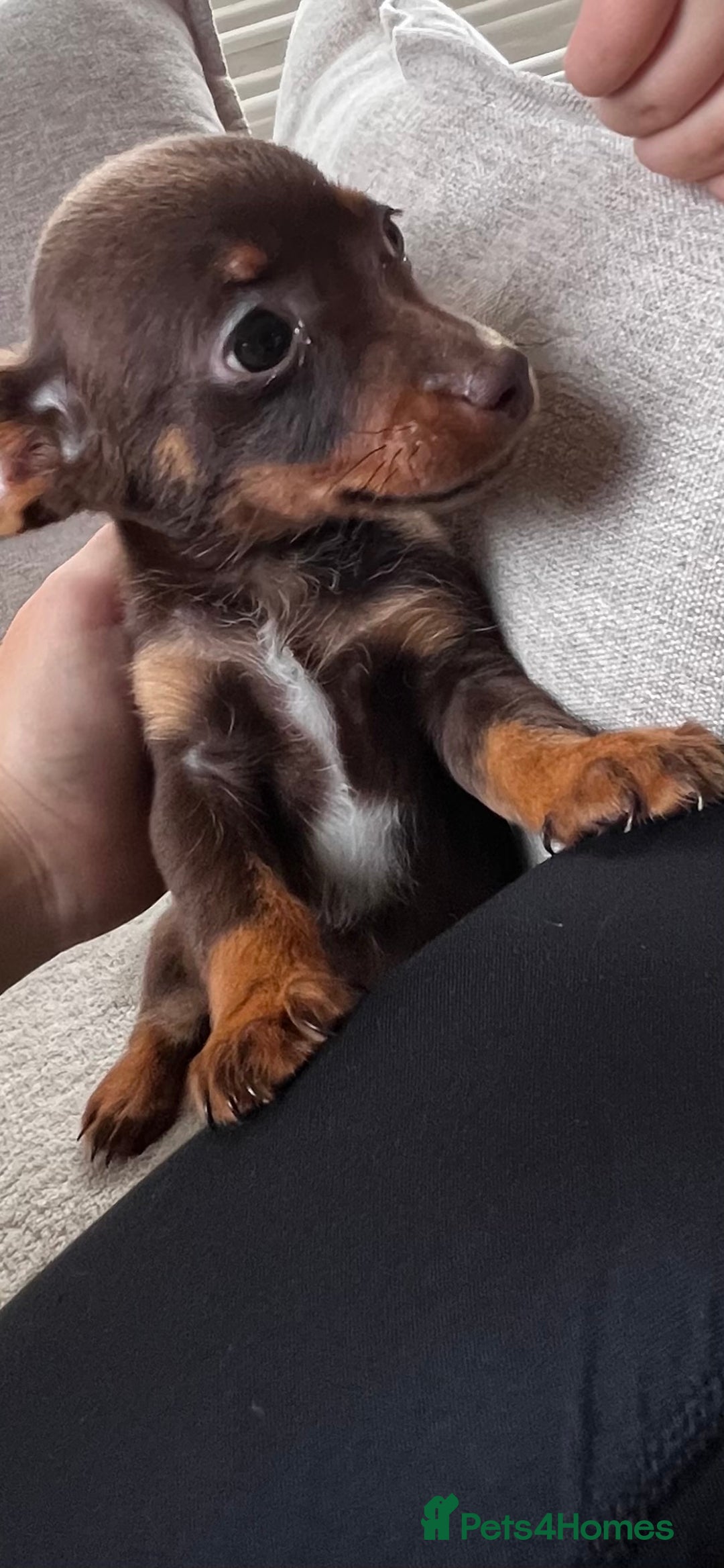 Mixed Breed dogs for sale: Adorable Dachshund x Pomchi Puppies - Image 2