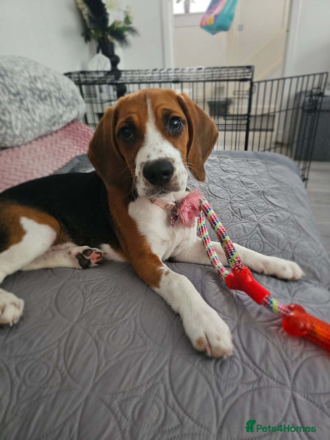 Beagle dogs for sale: Stunning Beagle girl  - Image 6