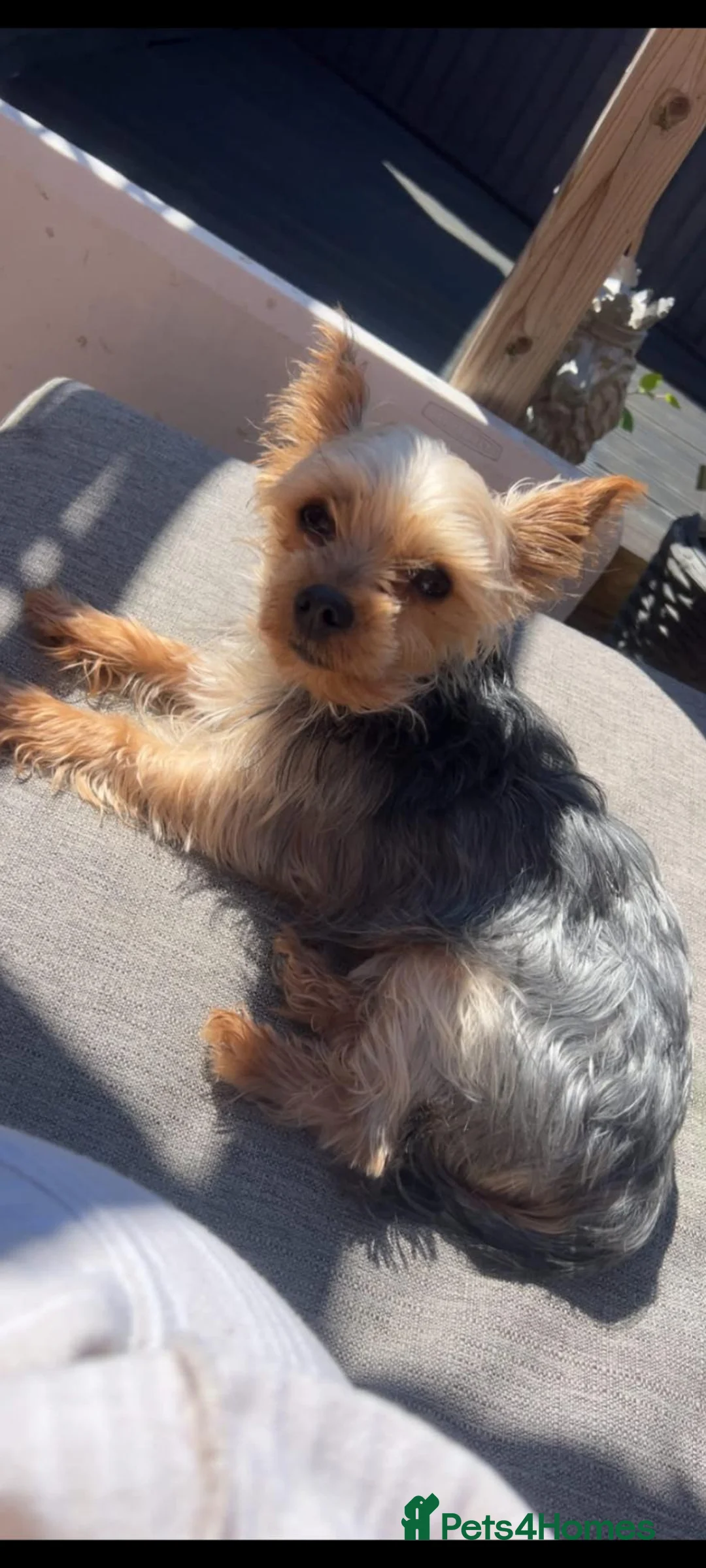Yorkshire Terrier dogs for stud: Long hair Yorkshire terrier to STUD ONLY - Advert 5