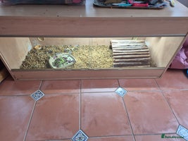 Tortoise reptiles - Advert 2