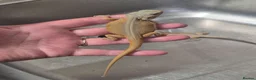 Bearded Dragon reptiles for sale: Baby bearded dragons  - Advert 9