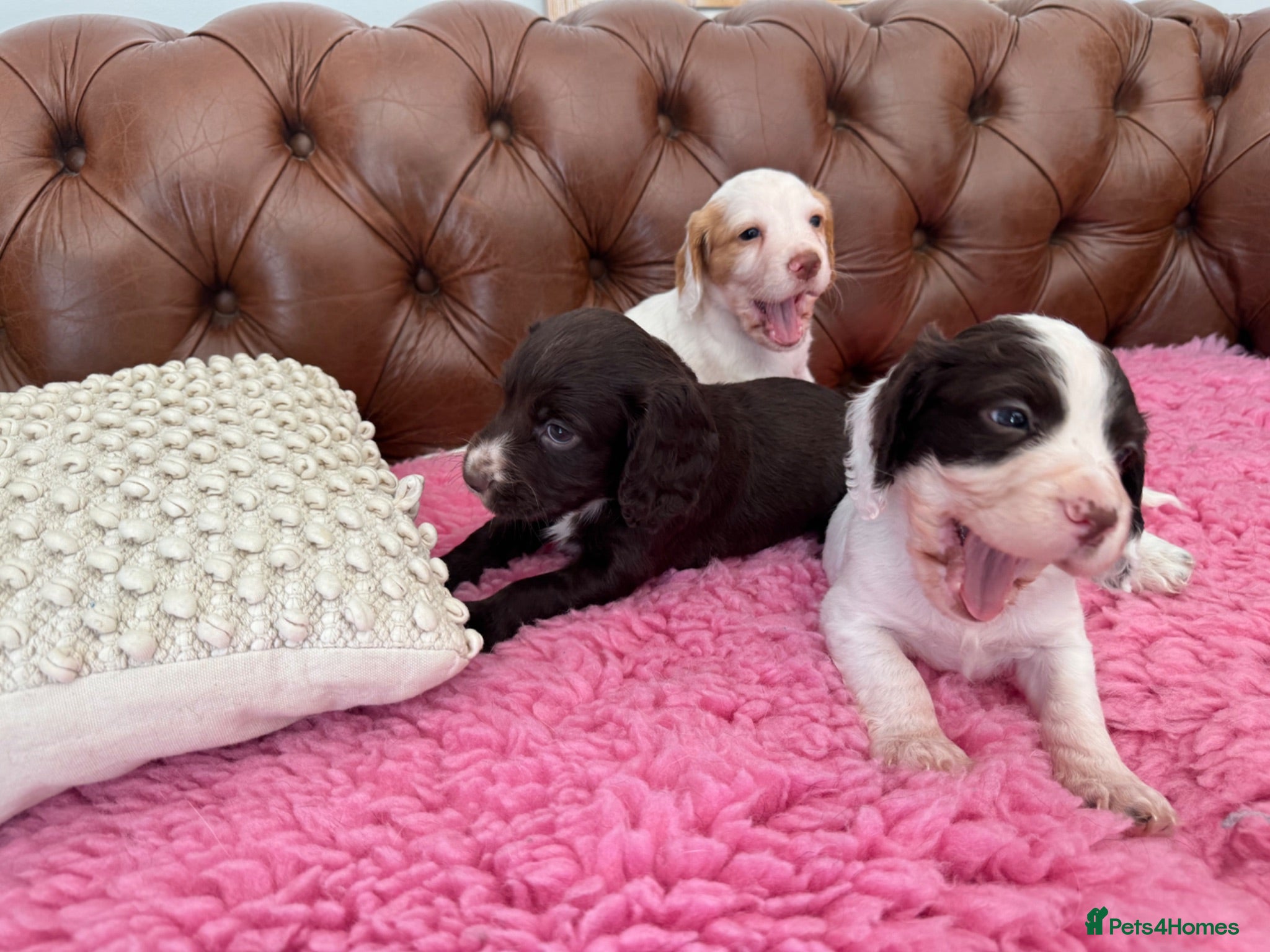 Cocker Spaniel dogs WCS Puppies from health tested KC Parents  - Advert 2