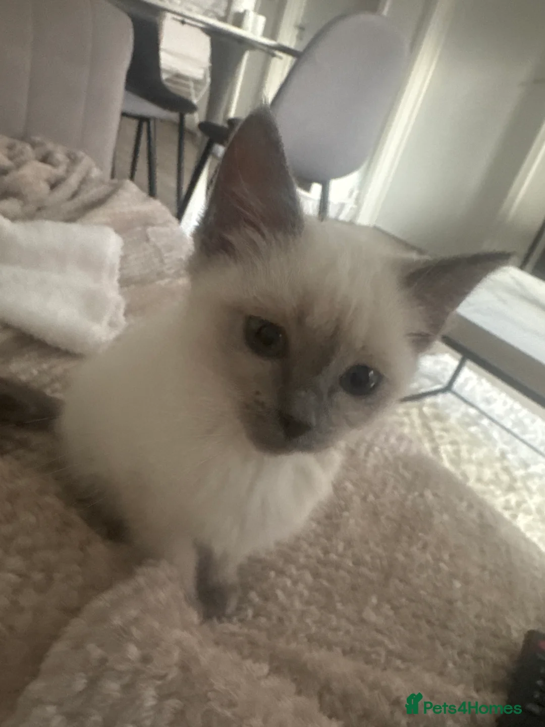Ragdoll cats for sale: Ragdoll mix  - Advert 6