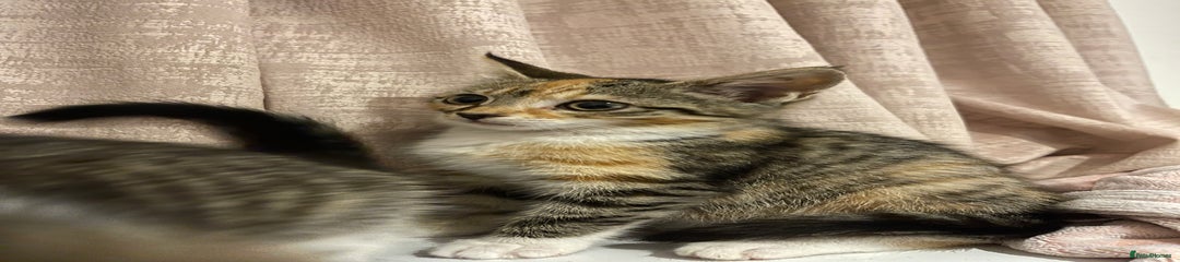 British Longhair Kitten 1