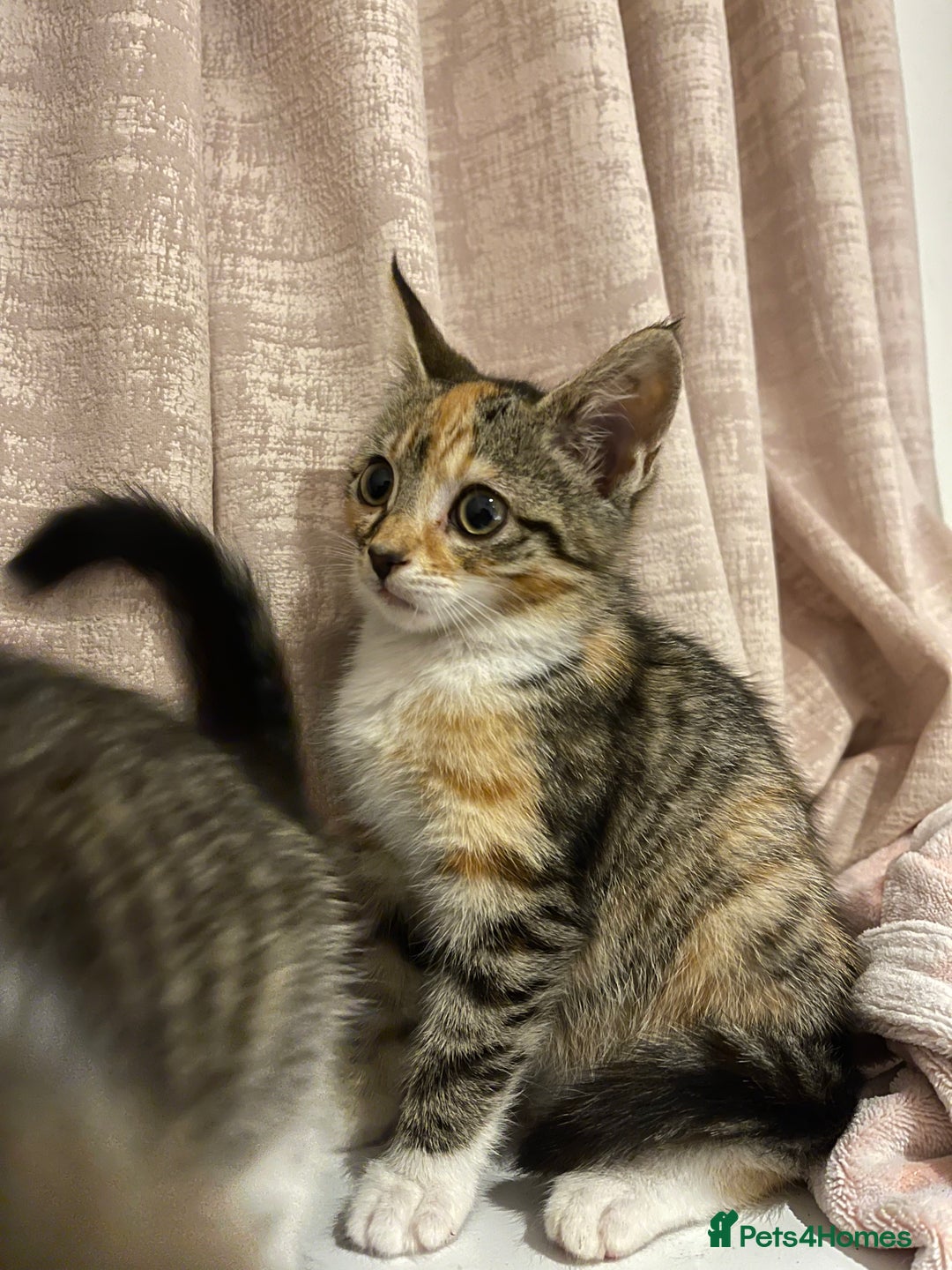 British Longhair cats for sale: 2 ADORABLE FLUFFY BRITISH LONGHAIR KITTENS LEFT!!! - Image 31