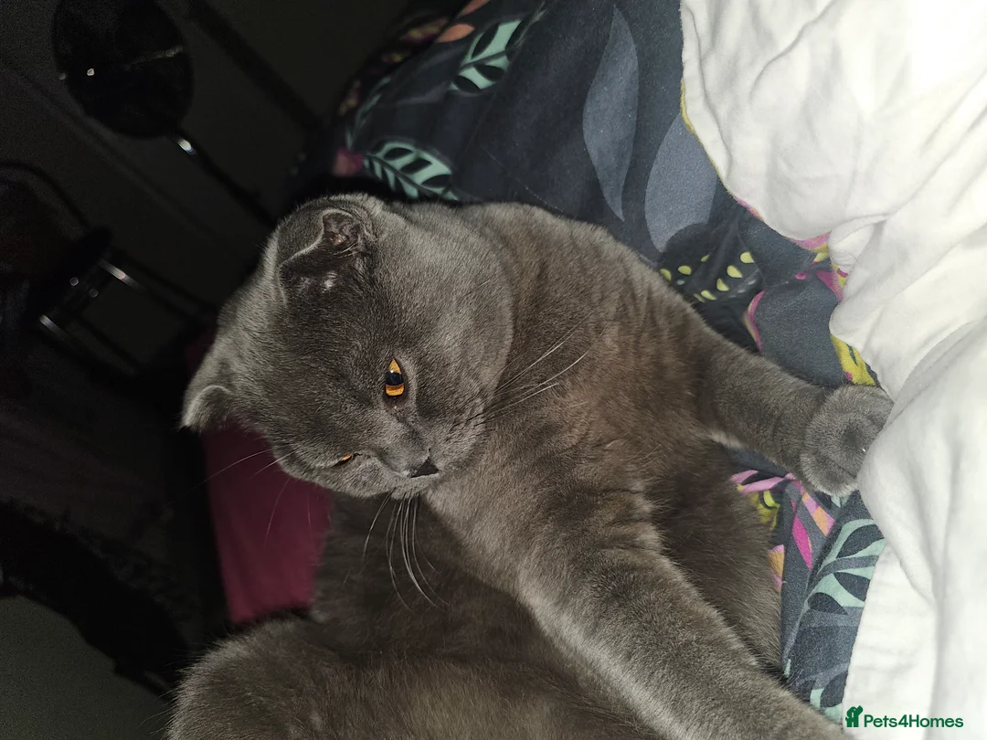 Scottish Fold cats for sale: Six Soft and Gorgeous Kittens - Advert 2