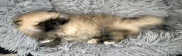 Pomeranian dogs for sale: Teddy bear Pomeranian  - Advert 10