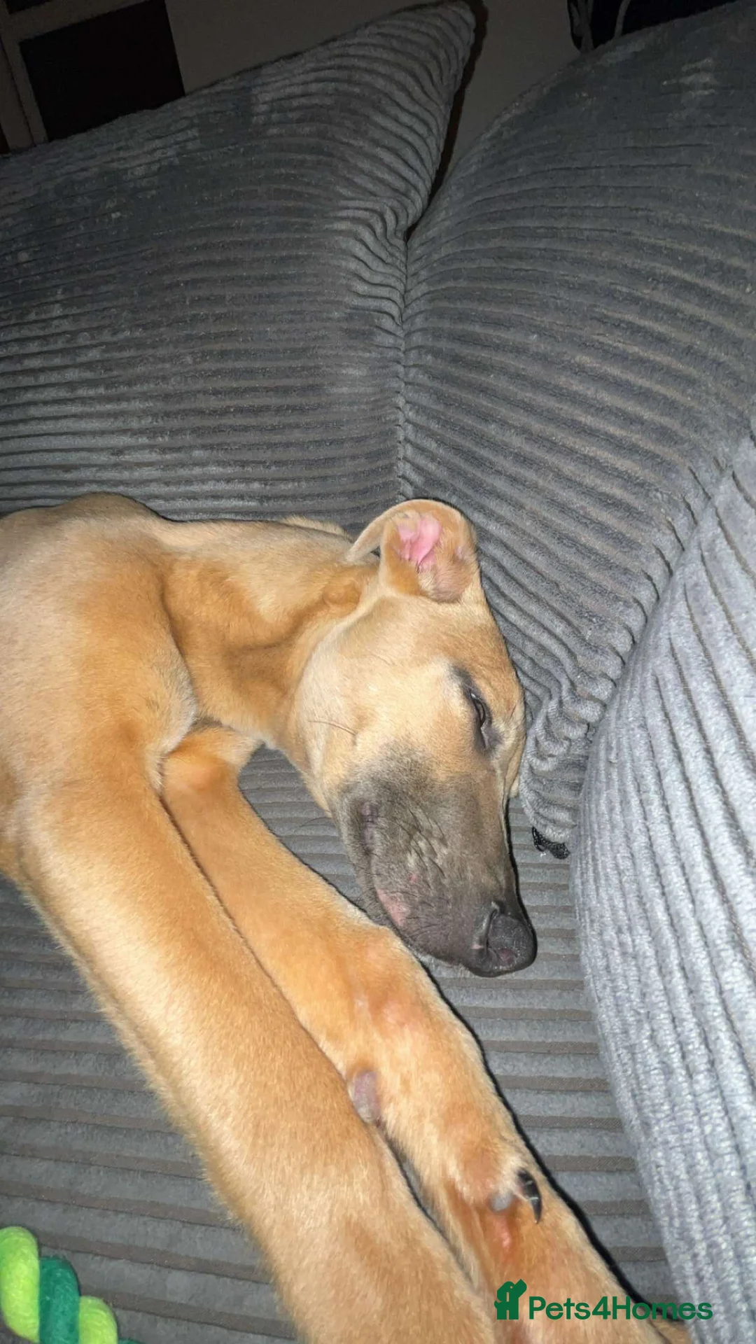 Mixed Breed dogs for sale: 5 Month Old Puppy For Rehoming - Advert 2