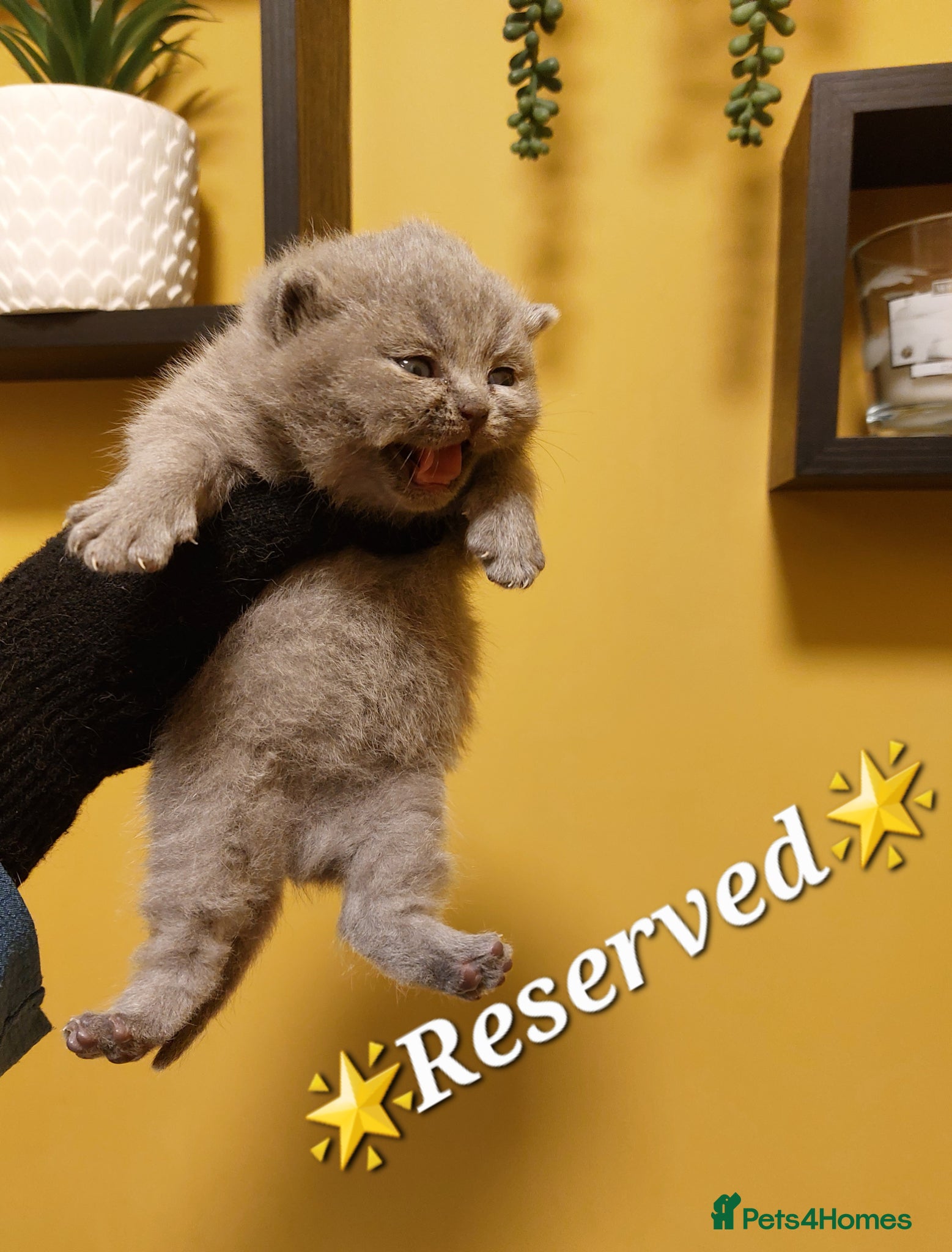 British Shorthair cats 🏆❤️‍🔥IMPECCABLE LAST BABY🌟CHAMPIONS🏆🐻🐾 - Advert 2