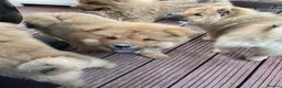 Chow Chow dogs for sale: 7 chow chow puppies  - Advert 9