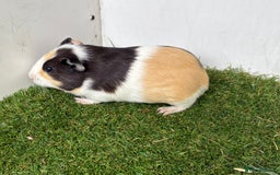Guinea Pig rodents for sale: Female baby guinea pigs  - Image 20