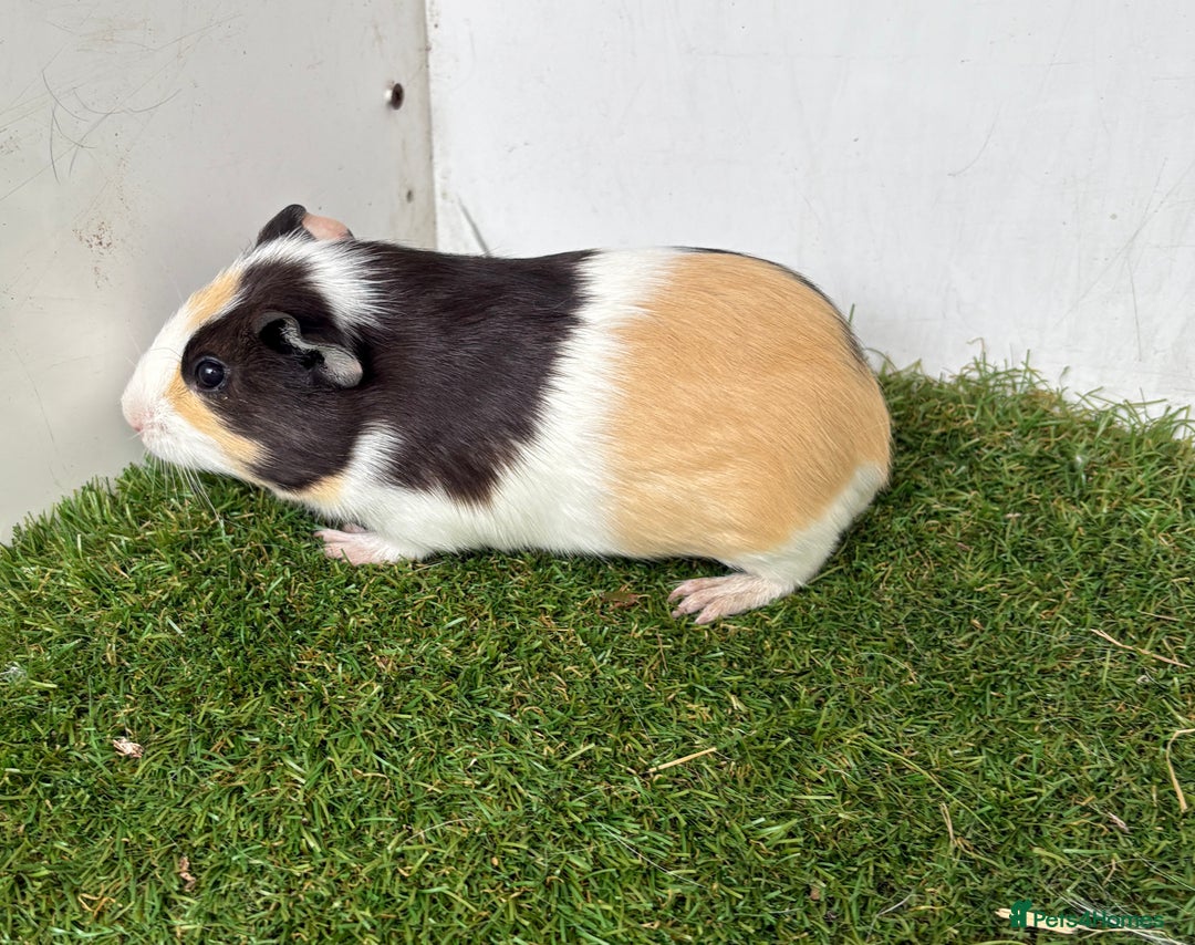 Guinea Pig rodents for sale: Female baby guinea pigs  - Image 20