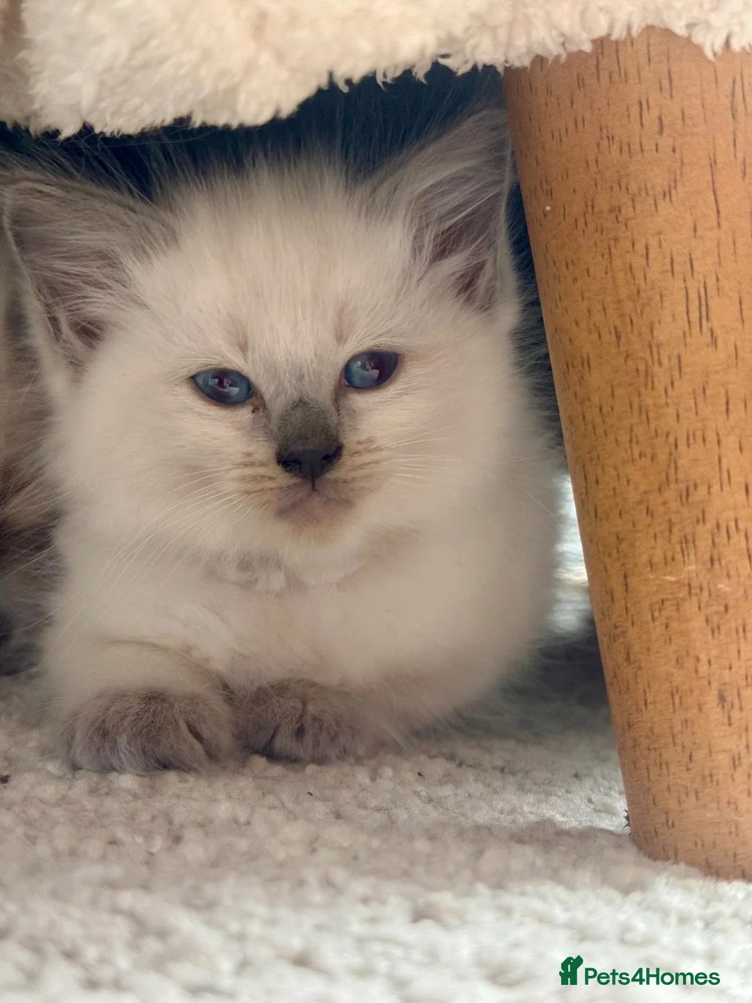 Ragdoll cats for sale: 🩵🔹💙Blue point ragdoll kittens💙🔹🩵 - Advert 2
