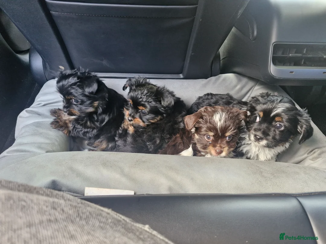 Biewer Terrier dogs for sale: 3 Biewer Terrier Pups, white, black, tan, chocolat - Advert 2