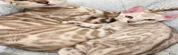 Bengal cats for sale:     TICA Bengal Snow Mink Male Green-Eyed - Advert 4