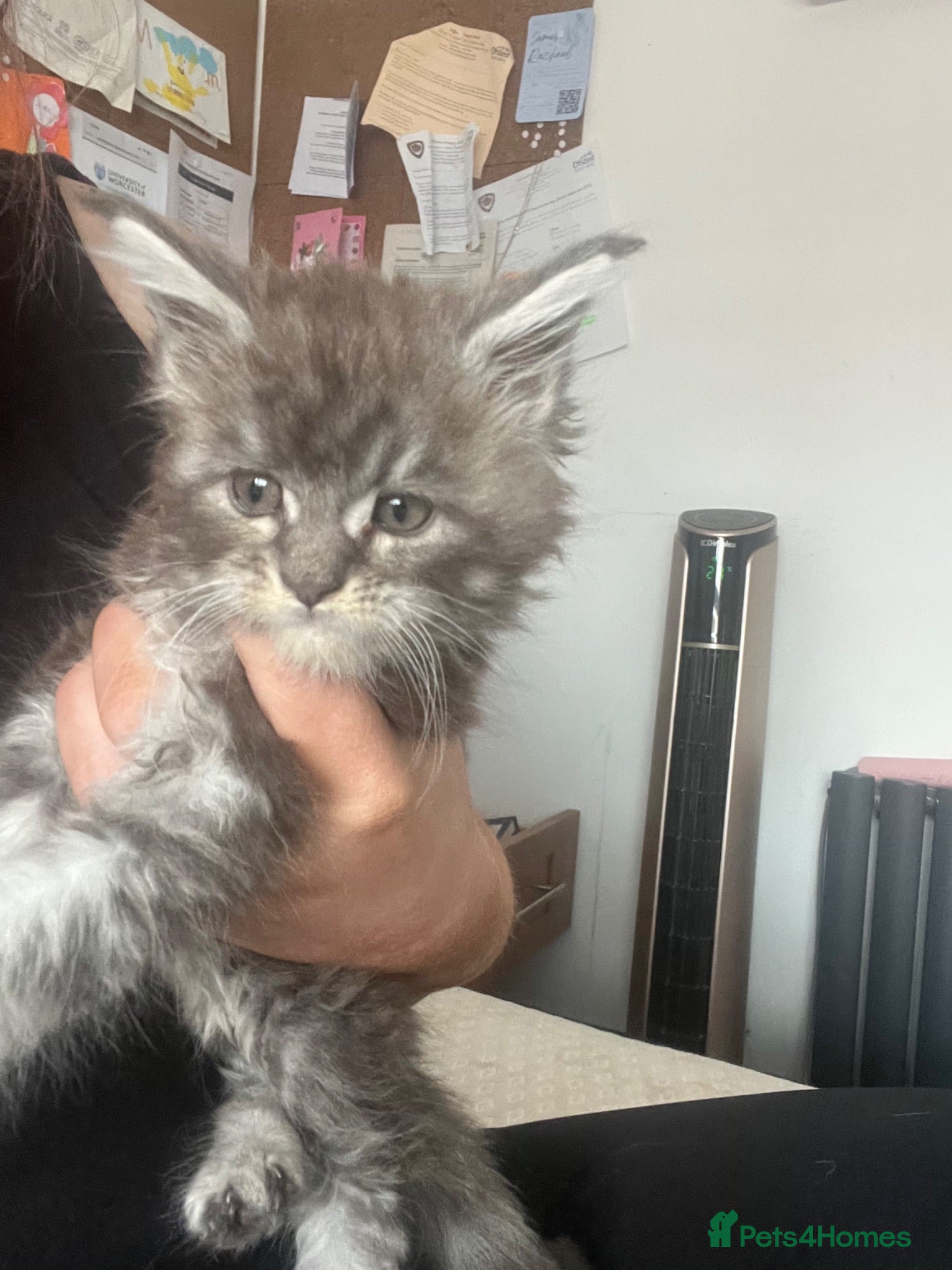 Maine Coon cats Main coon girl kitten ready now  - Advert 5