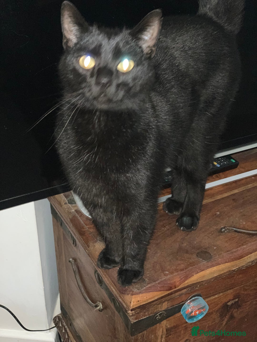 Mixed Breed cats for sale: Felix and Spike  - Advert 2