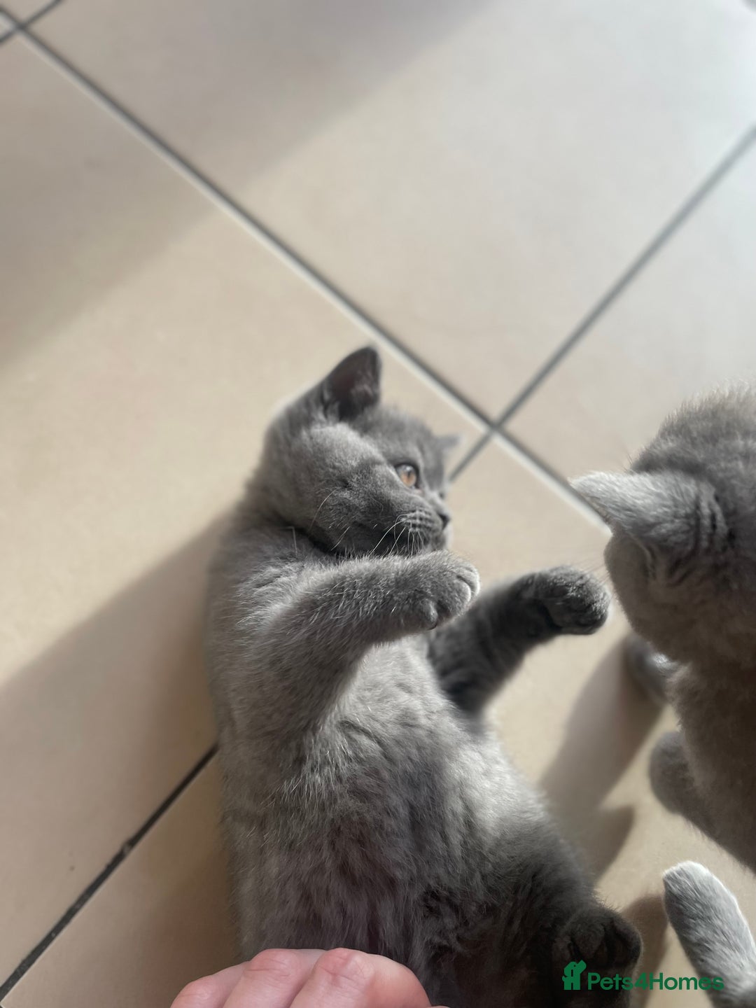 British Shorthair cats for sale: 5  BSH kittens - Image 26
