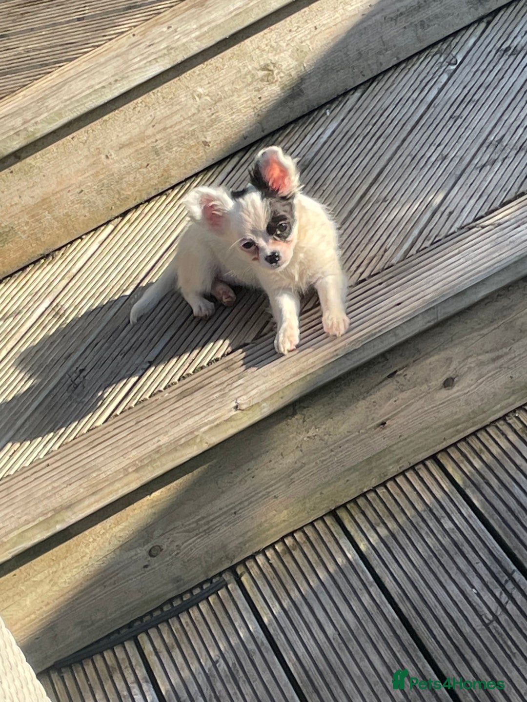 Chihuahua dogs for sale: Chihuahua female puppies - Image 21