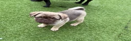Pug dogs for sale: Absolutely Stunning KC registered Pug Puppies  - Advert 5