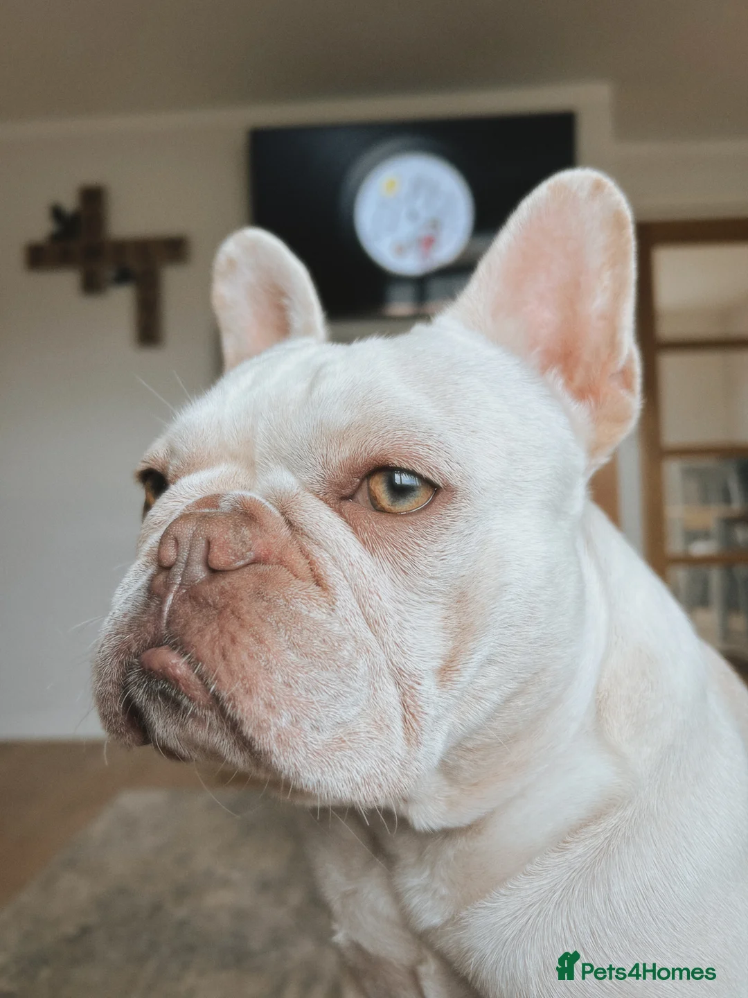 French Bulldog dogs for sale: Suki looking for her forever home in Telford - Advert 11
