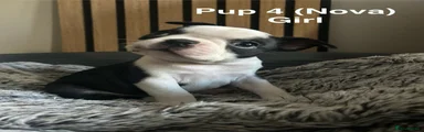 Boston Terrier 4