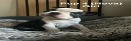 Boston Terrier dogs for sale: Beautiful Boston Terriers  in Camborne - Advert 7