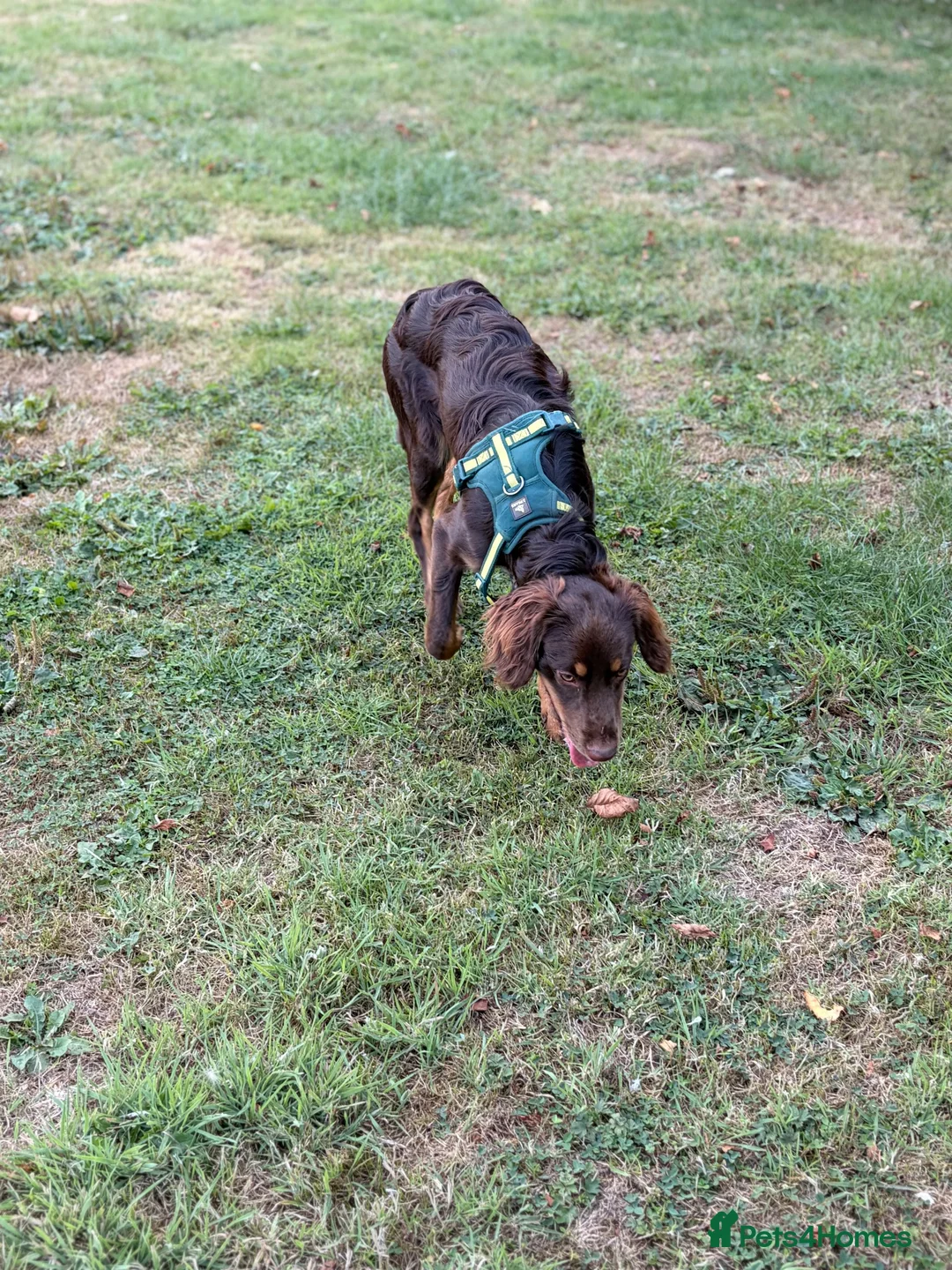 Mixed Breed dogs for sale: BEAUTIFUL BORDER COLLIE X COCKER SPANIEL  - Advert 10
