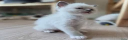 Ragdoll cats for sale: Gorgeous Ragdoll ready to leave 11 July - Advert 25